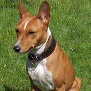 Basenji Chico