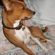 Basenji Chico