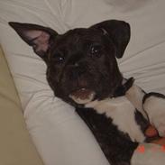 Amerikansk staffordshire terrier LaTiffa
