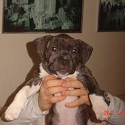 Amerikansk staffordshire terrier LaTiffa