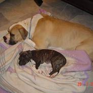 Amerikansk staffordshire terrier LaTiffa