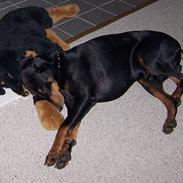 Dobermann Zeus