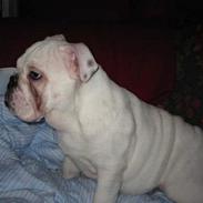 Engelsk bulldog ossy