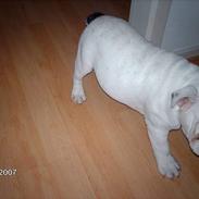 Engelsk bulldog ossy