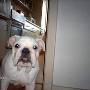 Engelsk bulldog ossy