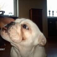 Engelsk bulldog ossy