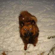 Eurasier NEMO
