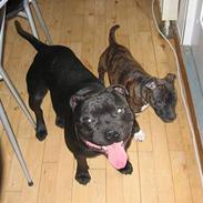 Staffordshire bull terrier Balder