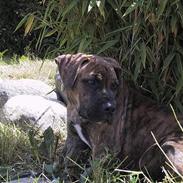 Blanding af racer Dalton