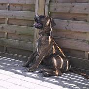 Blanding af racer Dalton