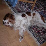 Cavalier king charles spaniel otto