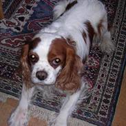 Cavalier king charles spaniel otto