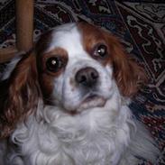 Cavalier king charles spaniel otto