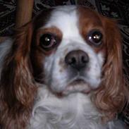 Cavalier king charles spaniel otto