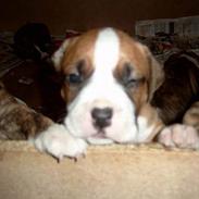 Amerikansk staffordshire terrier Lady