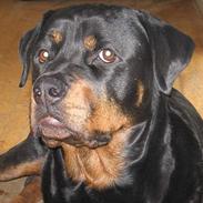 Rottweiler tyson