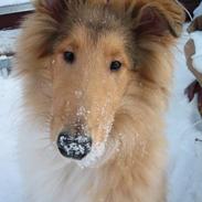 Collie langhåret Felix 