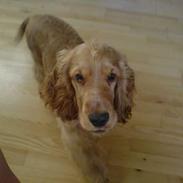 Cocker spaniel Luka