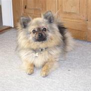 Pomeranian Zeus