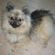 Pomeranian Zeus