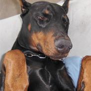 Dobermann Sedra bella caya *RIP*