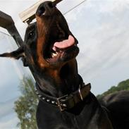 Dobermann Sedra bella caya *RIP*