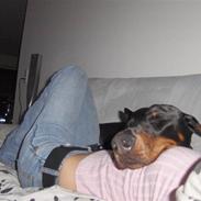 Dobermann Sedra bella caya *RIP*