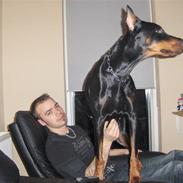 Dobermann Sedra bella caya *RIP*