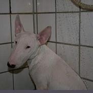 Bullterrier Cindy