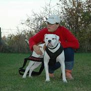 Amerikansk bulldog Trine