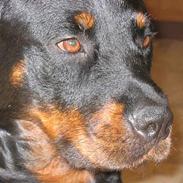 Rottweiler Idor