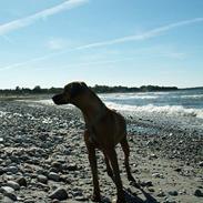 Rhodesian ridgeback Monomotabas Ruby Cabernet