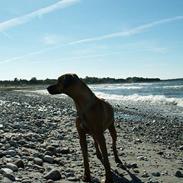 Rhodesian ridgeback Monomotabas Ruby Cabernet