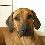 Rhodesian ridgeback Monomotabas Ruby Cabernet