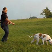 Amerikansk bulldog Trine