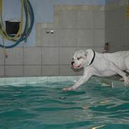Amerikansk bulldog Trine
