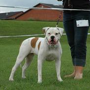 Amerikansk bulldog Trine