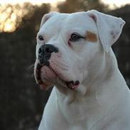 Amerikansk bulldog Trine