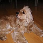Amerikansk cocker spaniel Buster