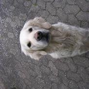 Golden retriever Bella