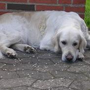 Golden retriever Bella