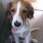 Golden retriever Bella