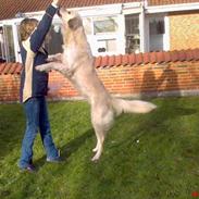 Golden retriever Bella