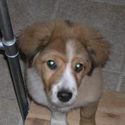 Border collie lady (død) R.I.P