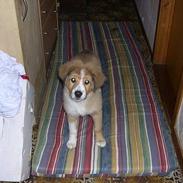 Border collie lady (død) R.I.P