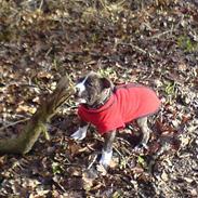 Amerikansk staffordshire terrier *Baby* R.I.P :`(