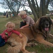 Leonberger khaimas´ cho cachou