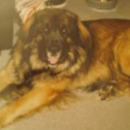 Leonberger khaimas´ cho cachou