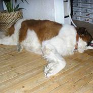 Sankt bernhardshund Django