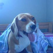 Beagle Bella *RIP <3*